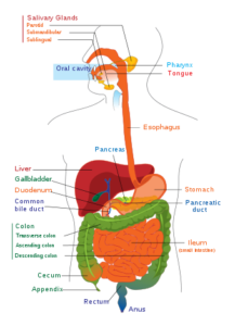 Understanding Digestive Tract - patient-help